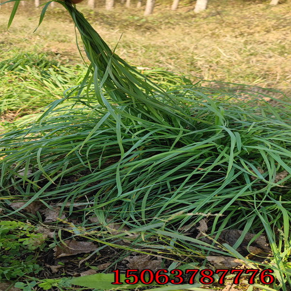 福建黑麦草种子哪里有卖