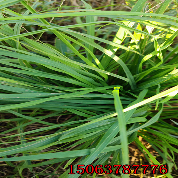 护坡黑麦草种子种植方法