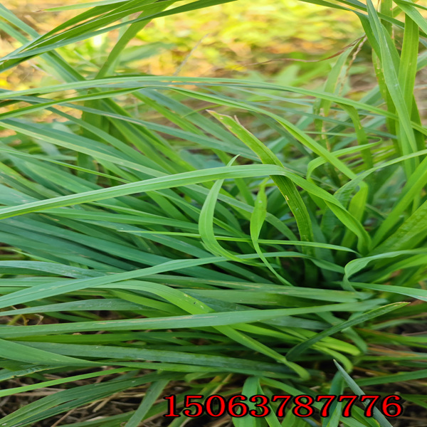 护坡黑麦草种子种植方法