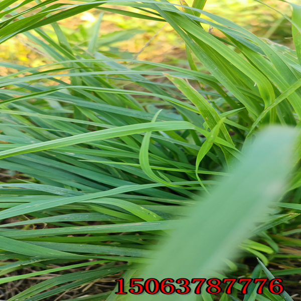 多年生黑麦草种子怎么种植