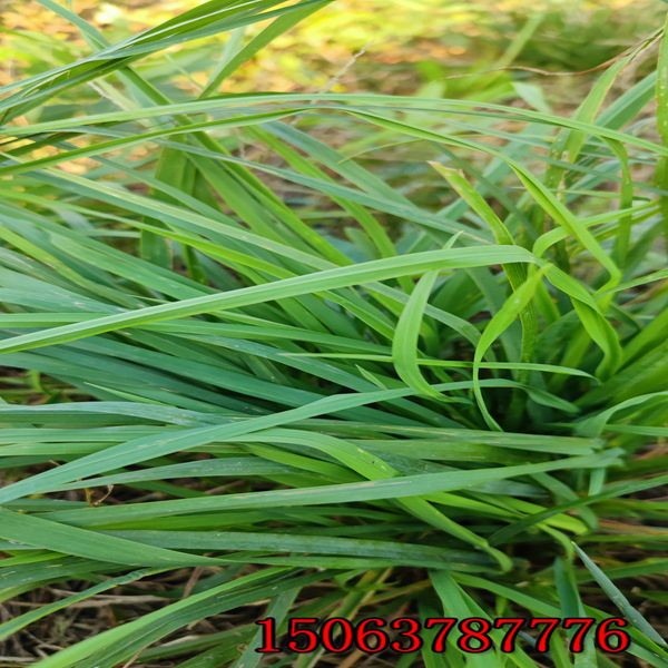 台湾种植绿化草种子的方法