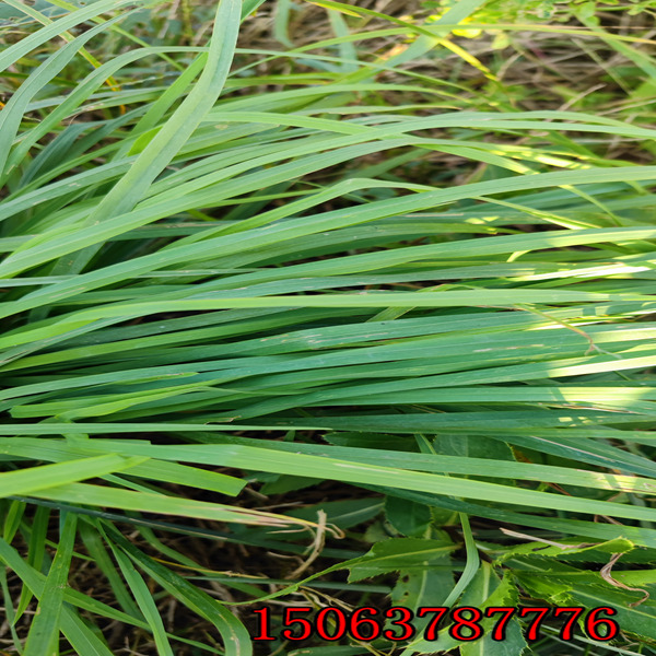 永年牧草种子批发市场