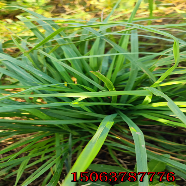 柳州花草种子批发市场