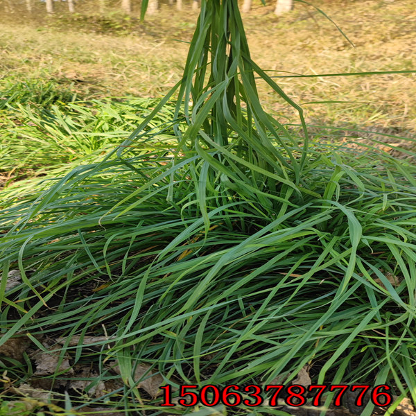 花种草种批发