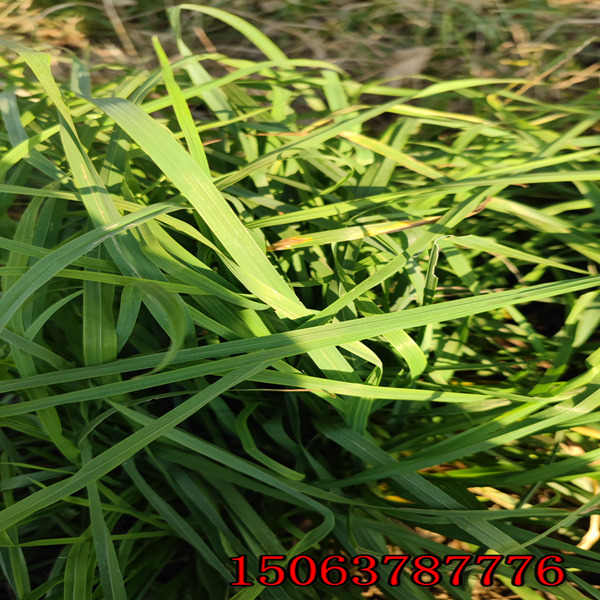 内蒙古百日草种子批发市场在哪里