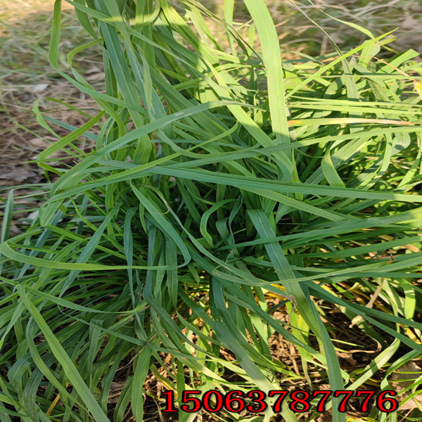 赤峰菌草种植基地批发