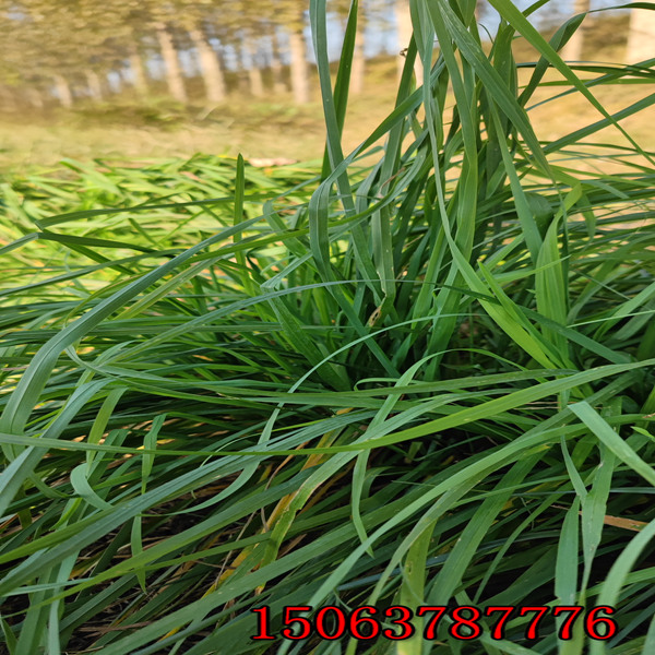 赤峰菌草种植基地批发