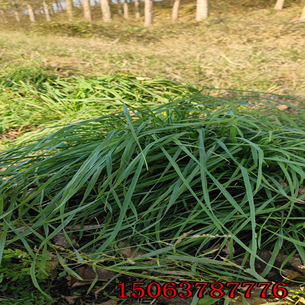 赤峰菌草种植基地批发