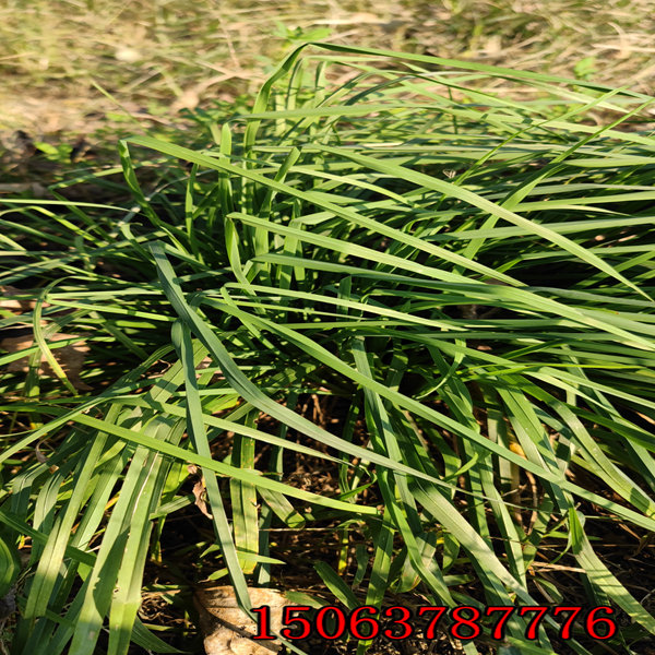 天津花草种子批发市场