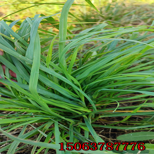 葫芦岛牧草种子批发市场