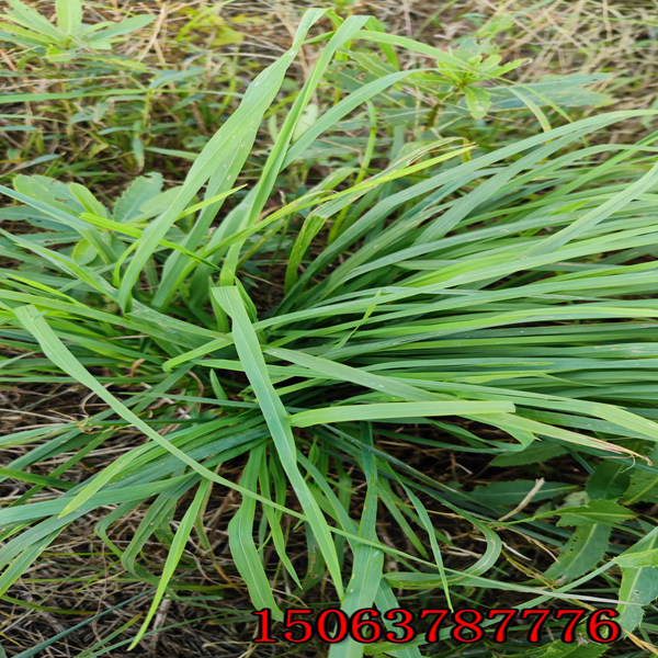 四川菊苣草种批发