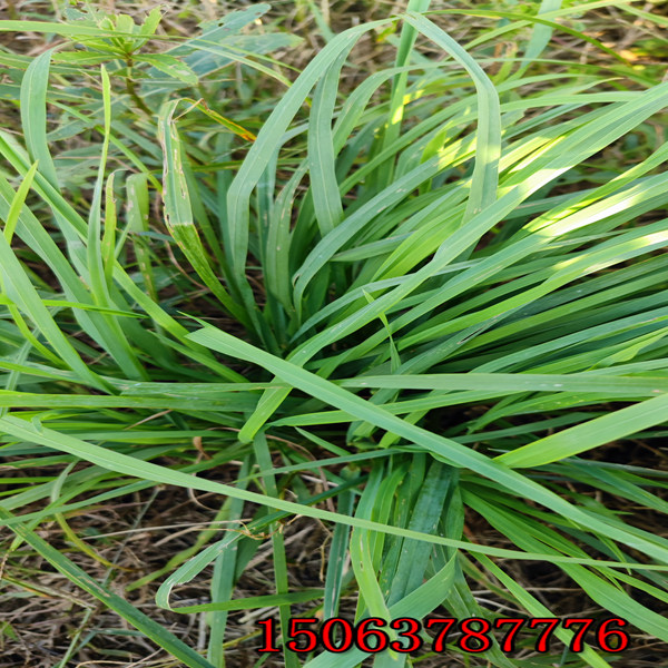 新余牧草种子批发价格