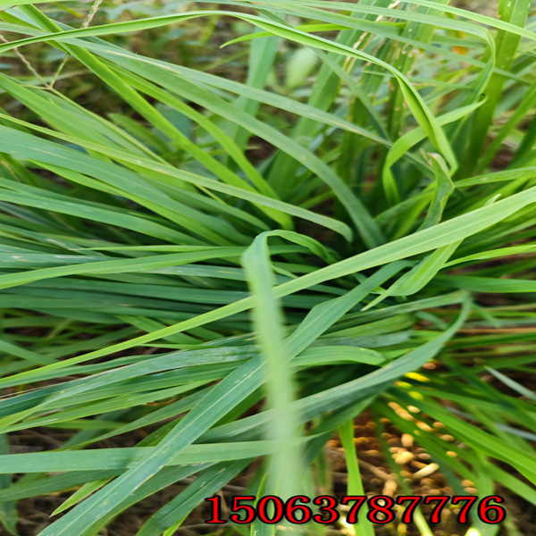 秦皇岛牧草种子批发市场在哪里