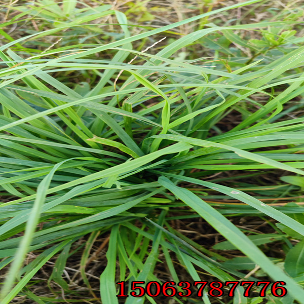 通化牧草种子批发市场在哪里