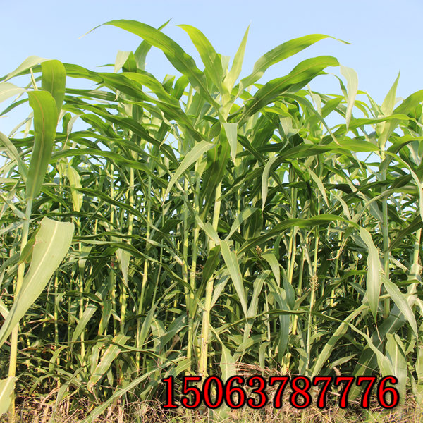 绵阳牧草种子批发市场在哪里