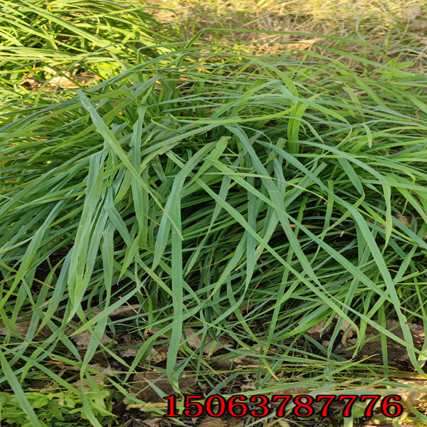 绵阳市花草种子批发市场