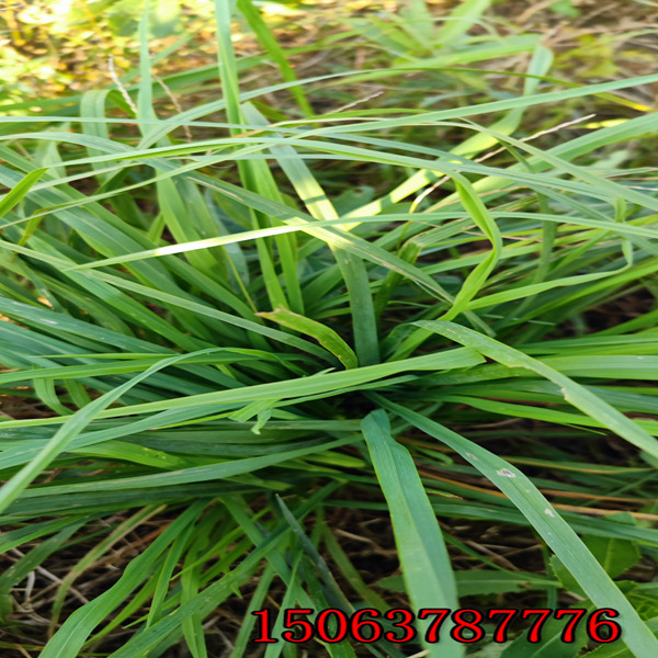 神农架牧草种子批发市场在哪