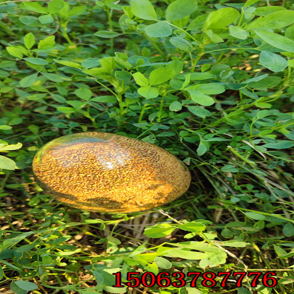 滨州牧草种子批发市场