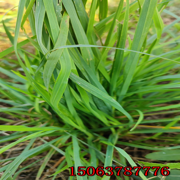 太原牧草种子批发市场在哪里